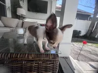 Ben, a male Chihuahua for sale in Dallas, TX – Photo 5 of 7