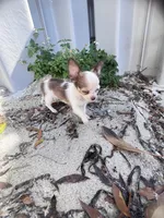 Ben, a male Chihuahua for sale in Dallas, TX – Photo 7 of 7