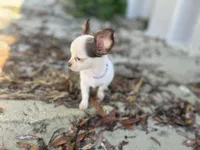 Ben, a male Chihuahua for sale in Dallas, TX – Photo 2 of 7