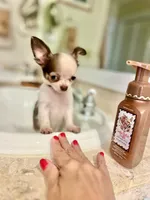 Ben, a male Chihuahua for sale in Dallas, TX – Photo 1 of 7