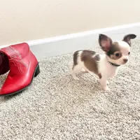 Ben, a male Chihuahua for sale in Dallas, TX – Photo 3 of 7