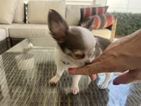 Ben, a male Chihuahua for sale in Dallas, TX – Photo 4 of 7