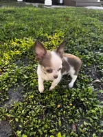 Ben, a male Chihuahua for sale in Dallas, TX – Photo 6 of 7