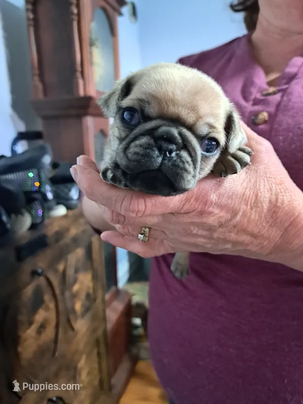 Tippy AKC – Pug puppy for sale in Edgerton, WI