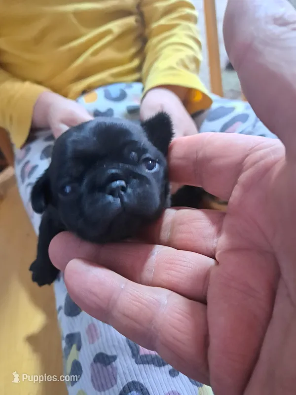 Tammy ACA – Pug puppy for sale in Edgerton, WI
