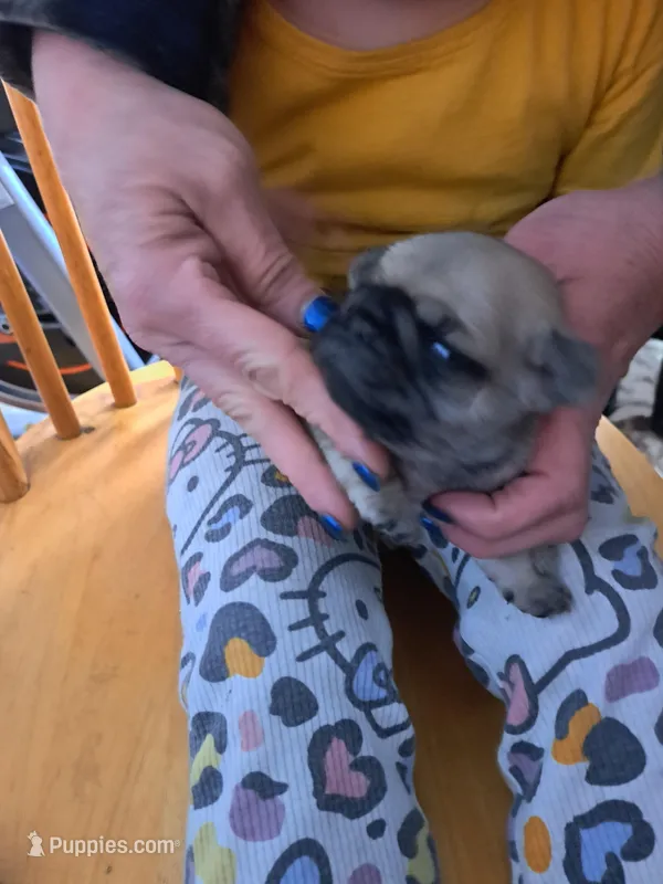 Timmy ACA – Pug puppy for sale in Edgerton, WI