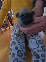 Timmy ACA, a male Pug for sale in Edgerton, WI – 3 of 3