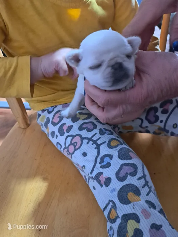 Tommy ACA – Pug puppy for sale in Edgerton, WI