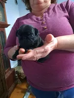 Tony AKC, a male Pug for sale in Edgerton, WI – 2 of 2