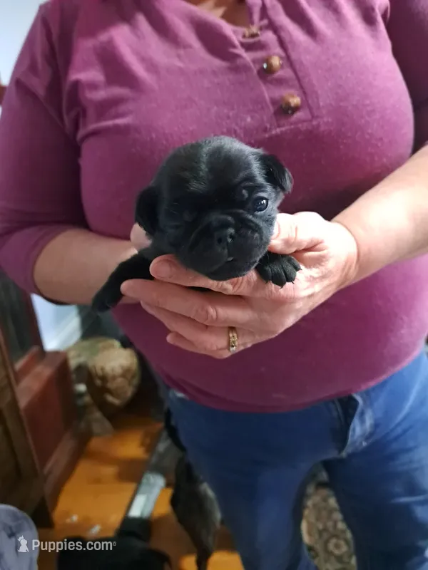 Tony AKC – Pug puppy for sale in Edgerton, WI