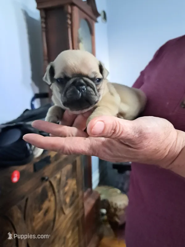 Timmy AKC – Pug puppy for sale in Edgerton, WI