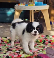 Ransom , a male Cavalier King Charles Spaniel and Japanese Chin for sale in Eagle Point, OR – 3 of 7