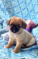 Mason, a male Japanese Chin and Pug for sale in Eagle Point, OR – 3 of 3