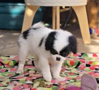 Ransom , a male Cavalier King Charles Spaniel and Japanese Chin for sale in Eagle Point, OR – 2 of 7