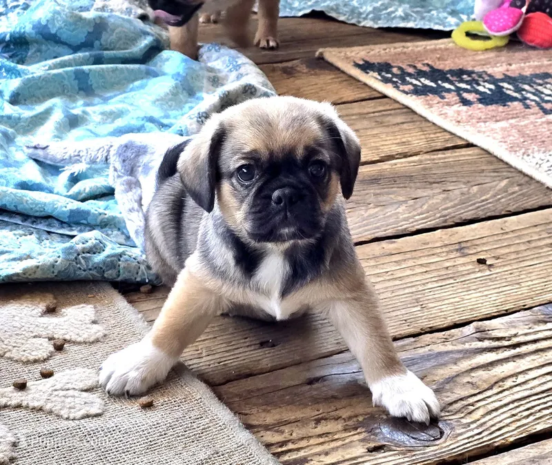 Marcus – Cavalier King Charles Spaniel, Pug puppy for sale in Eagle Point, OR
