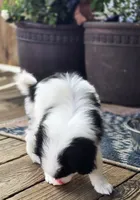 Ransom , a male Cavalier King Charles Spaniel and Japanese Chin for sale in Eagle Point, OR – 5 of 7