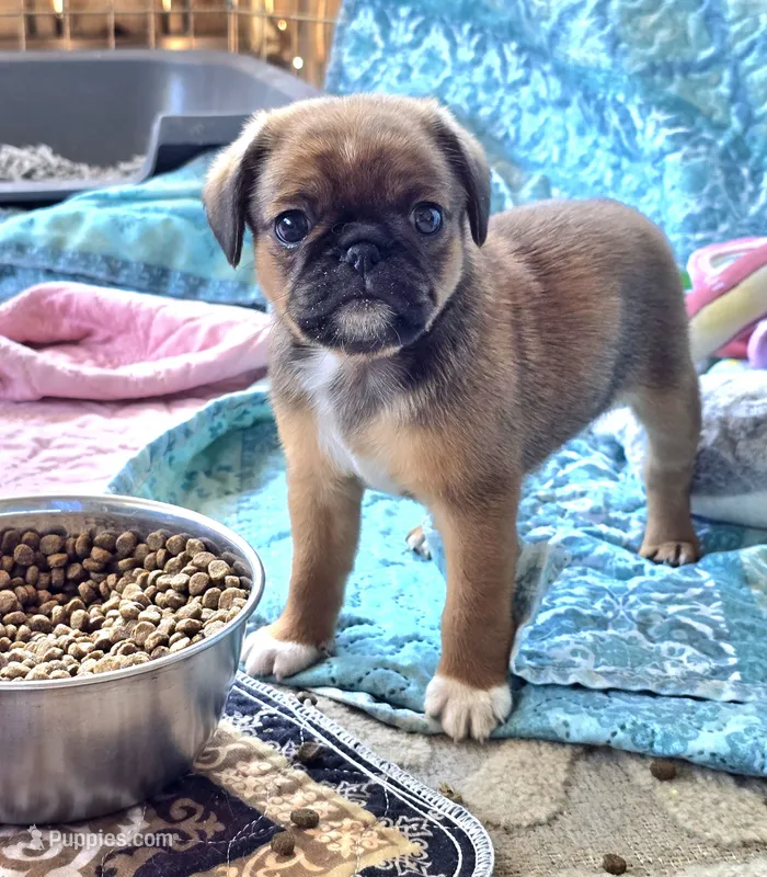 Matthew – Cavalier King Charles Spaniel, Pug puppy for sale in Eagle Point, OR