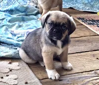 Marcus, a male Cavalier King Charles Spaniel and Pug for sale in Eagle Point, OR – 4 of 4