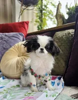 Posey, a female Cavalier King Charles Spaniel and Japanese Chin for sale in Eagle Point, OR – Photo 9 of 10