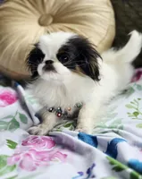Posey, a female Cavalier King Charles Spaniel and Japanese Chin for sale in Eagle Point, OR – Photo 8 of 10