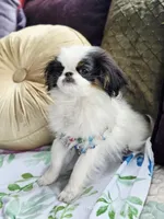 Posey, a female Cavalier King Charles Spaniel and Japanese Chin for sale in Eagle Point, OR – Photo 5 of 10