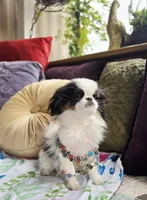 Posey, a female Cavalier King Charles Spaniel and Japanese Chin for sale in Eagle Point, OR – Photo 7 of 10