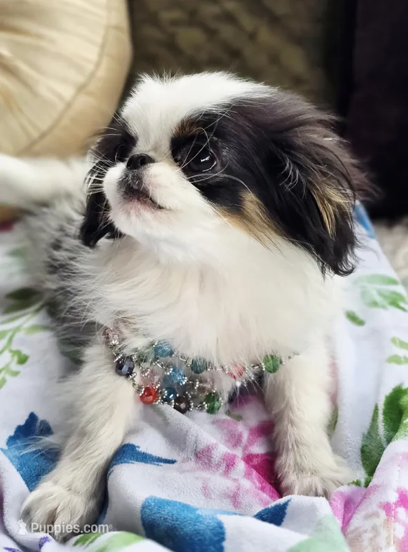 Posey – Cavalier King Charles Spaniel, Japanese Chin puppy for sale in Eagle Point, OR