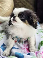Posey, a female Cavalier King Charles Spaniel and Japanese Chin for sale in Eagle Point, OR – Photo 1 of 10