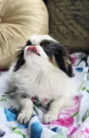 Posey, a female Cavalier King Charles Spaniel and Japanese Chin for sale in Eagle Point, OR – Photo 4 of 10