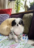Posey, a female Cavalier King Charles Spaniel and Japanese Chin for sale in Eagle Point, OR – Photo 6 of 10