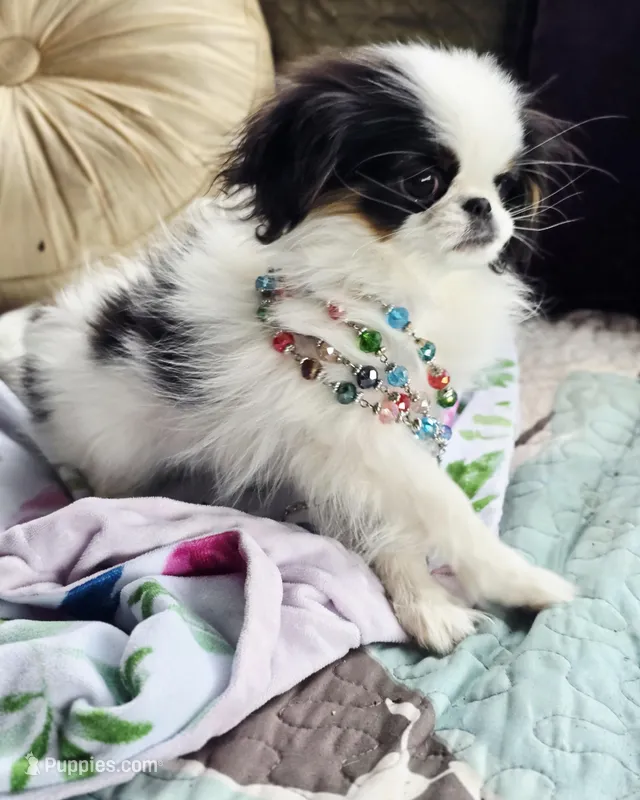 Posey – Cavalier King Charles Spaniel, Japanese Chin puppy for sale in Eagle Point, OR