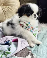 Posey, a female Cavalier King Charles Spaniel and Japanese Chin for sale in Eagle Point, OR – Photo 10 of 10