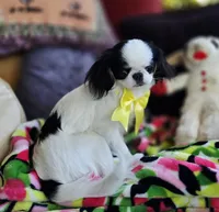 Spider Baby, a female Cavalier King Charles Spaniel and Japanese Chin for sale in Eagle Point, OR – 8 of 9