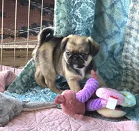 Marty, a male Japanese Chin and Pug for sale in Eagle Point, OR – 2 of 6