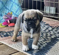 Marcus, a male Cavalier King Charles Spaniel and Pug for sale in Eagle Point, OR – 3 of 4