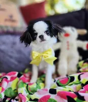 Spider Baby, a female Cavalier King Charles Spaniel and Japanese Chin for sale in Eagle Point, OR – 4 of 9