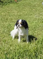 Aura, a female Cavalier King Charles Spaniel and Japanese Chin for sale in Eagle Point, OR – Photo 4 of 10