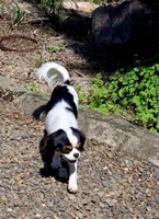 Aura, a female Cavalier King Charles Spaniel and Japanese Chin for sale in Eagle Point, OR – Photo 9 of 10