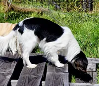 Aura, a female Cavalier King Charles Spaniel and Japanese Chin for sale in Eagle Point, OR – Photo 5 of 10