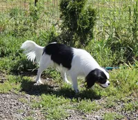 Aura, a female Cavalier King Charles Spaniel and Japanese Chin for sale in Eagle Point, OR – Photo 8 of 10