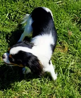 Aura, a female Cavalier King Charles Spaniel and Japanese Chin for sale in Eagle Point, OR – Photo 10 of 10