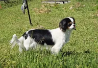Aura, a female Cavalier King Charles Spaniel and Japanese Chin for sale in Eagle Point, OR – Photo 7 of 10