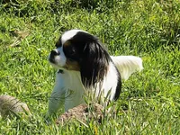 Aura, a female Cavalier King Charles Spaniel and Japanese Chin for sale in Eagle Point, OR – Photo 3 of 10