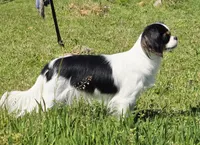 Aura, a female Cavalier King Charles Spaniel and Japanese Chin for sale in Eagle Point, OR – Photo 2 of 10