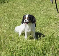 Aura, a female Cavalier King Charles Spaniel and Japanese Chin for sale in Eagle Point, OR – Photo 6 of 10