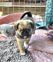 Marty, a male Japanese Chin and Pug for sale in Eagle Point, OR – 4 of 6