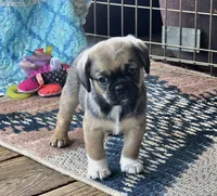 Marcus, a male Cavalier King Charles Spaniel and Pug for sale in Eagle Point, OR – 2 of 4