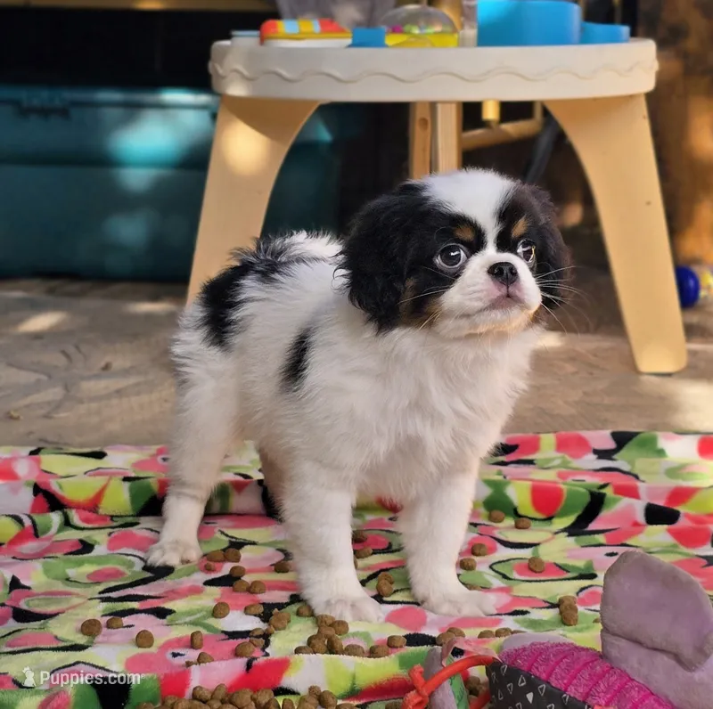 Ransom  – Cavalier King Charles Spaniel, Japanese Chin puppy for sale in Eagle Point, OR