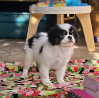 Ransom , a male Cavalier King Charles Spaniel and Japanese Chin for sale in Eagle Point, OR – 1 of 7