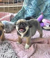 Marty, a male Japanese Chin and Pug for sale in Eagle Point, OR – 5 of 6